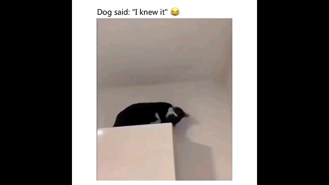 funny animals