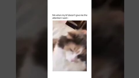Cute Funny Cat - 26 #shorts #funny #animals