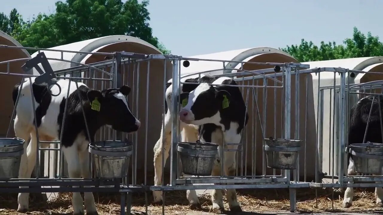 Calves are eaten in aviaries