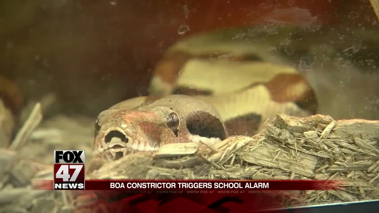 Snake triggers school alarm