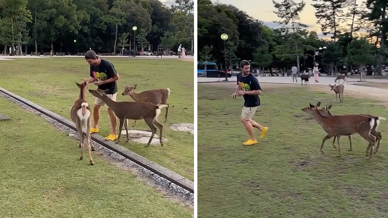 Tourist gets adorably ''attacked' by Japanese deer in Nara Park, Japan