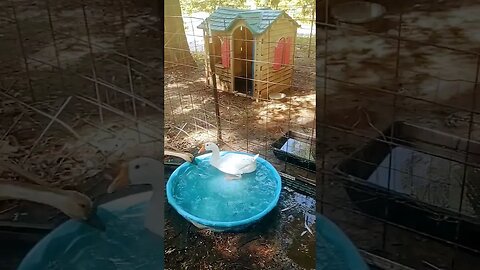 Happy Ducks #homestead #ducks #homesteading