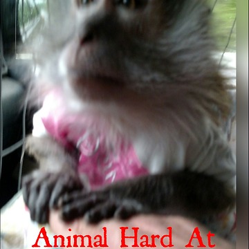 Emotional Support Animal Hard At Work