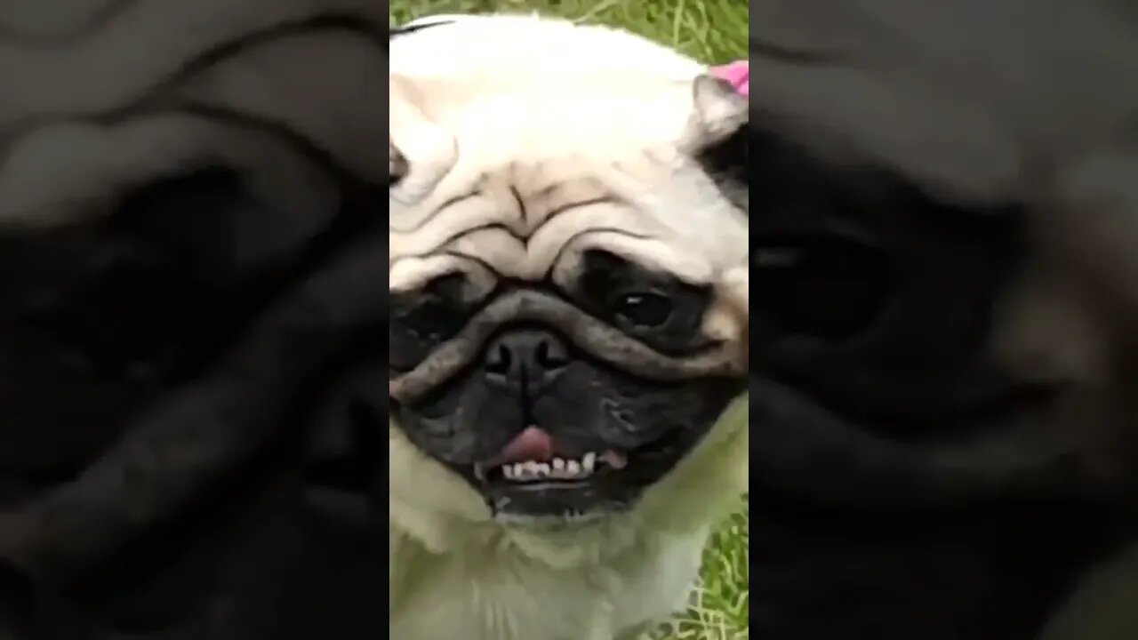 Cute #yorkshire #pug #dog