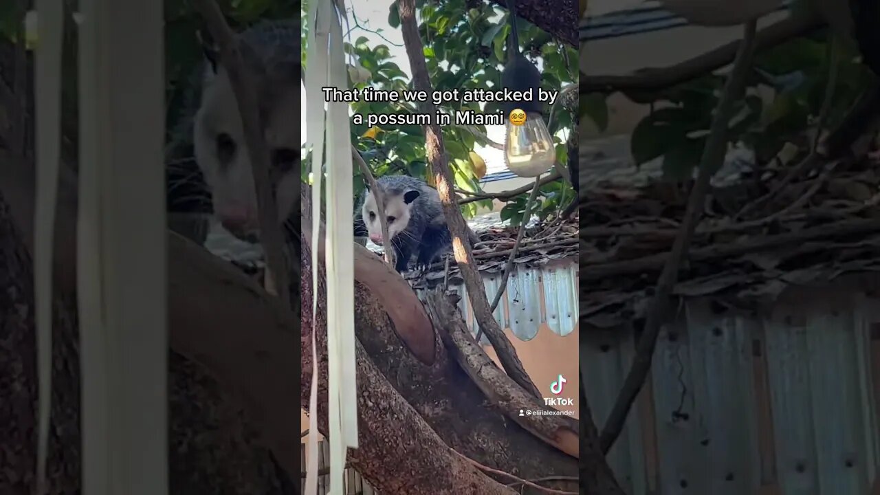 Attacked by a possum in Miami !