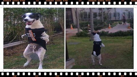 Disabled Puppy Makes Friends With Another Dog! A life lesson!