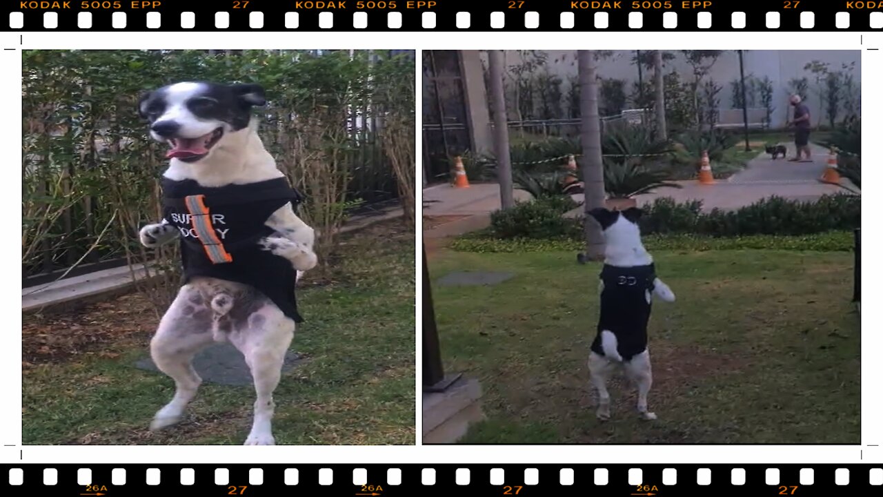 Disabled Puppy Makes Friends With Another Dog! A life lesson!