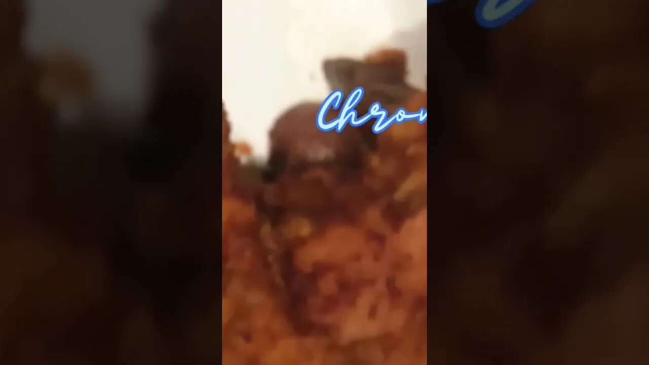 3 easy steps to a full belly at lunch 🐔😍 #shorts