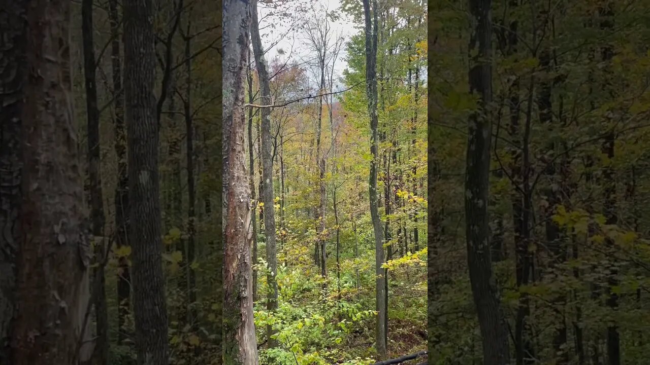 Leaves falling so peaceful #autumn #fallcolors #fall #bowhunting #leaves