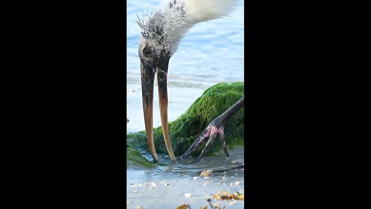 The Woodstork got all dressed up for Halloween and did a little dance!