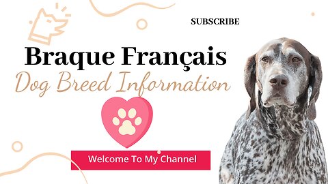 Braque Français Dog Breed Guide: Traits, Care, and Training Tips