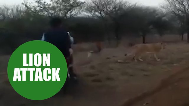 Group of motorcyclists filmed themselves chasing a family of terrified lions