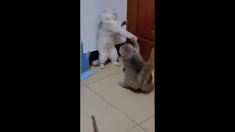 funny cat video 📷