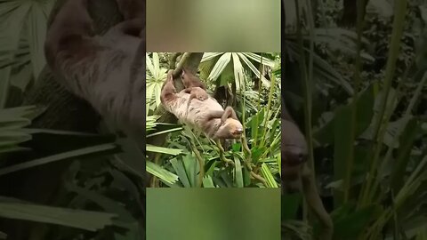 This sloth.. 💪 #shorts #animals