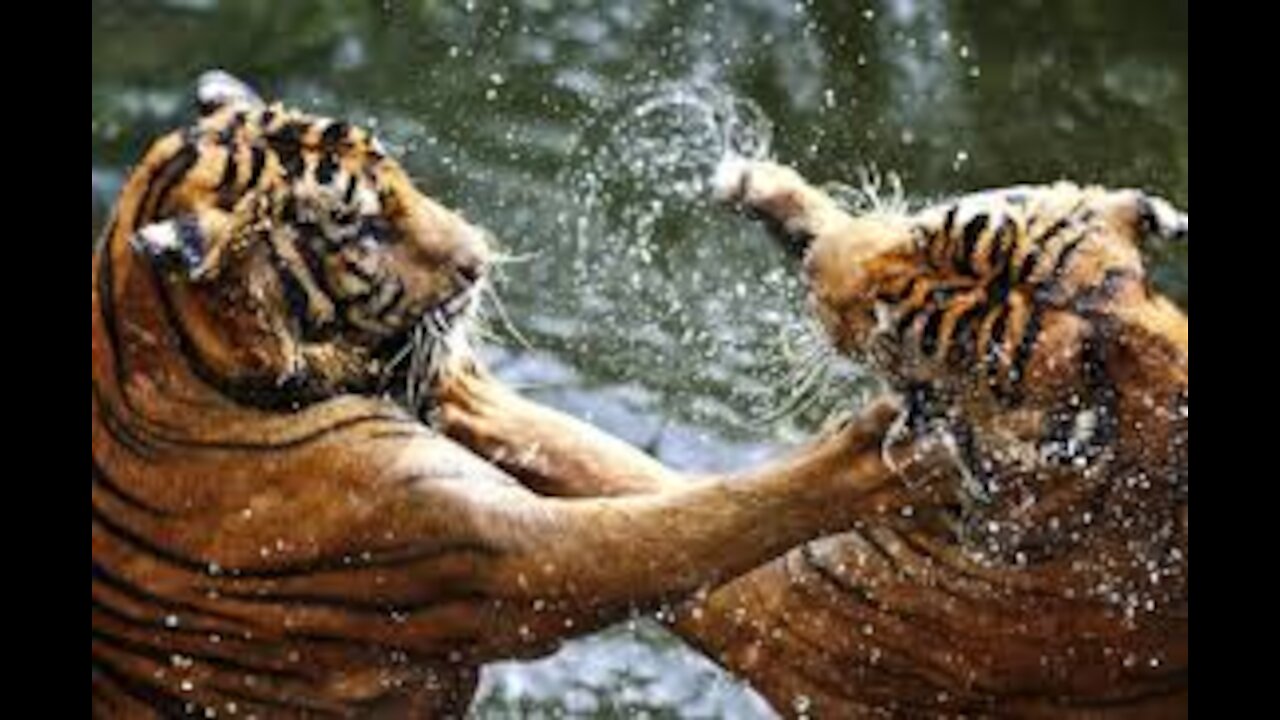 Epic wild fight