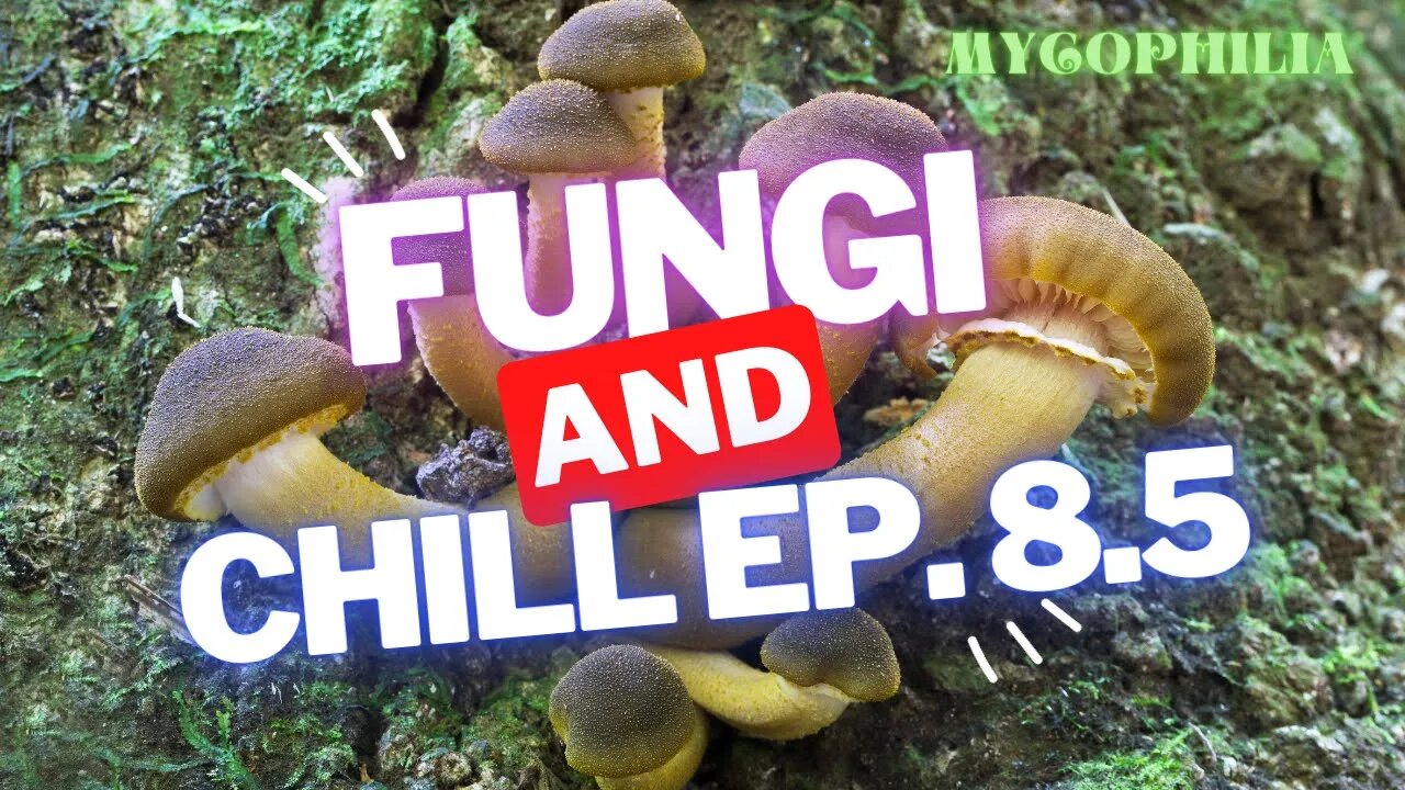 Fungi and Chill 8.5