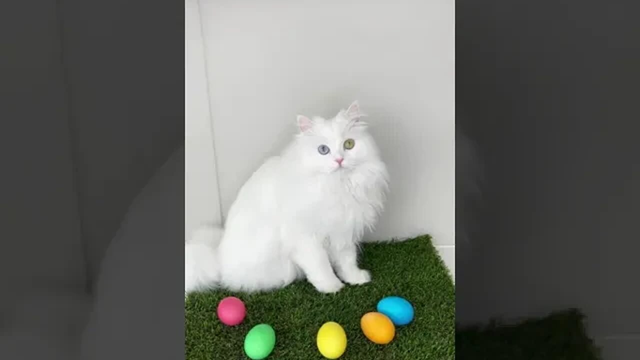 PLAYING CAT VIDEO MEAWWW