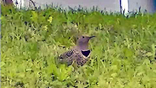 IECV NV #335 - 🐦 Northern Flicker In The Neighbor's Yard 5-21-2017