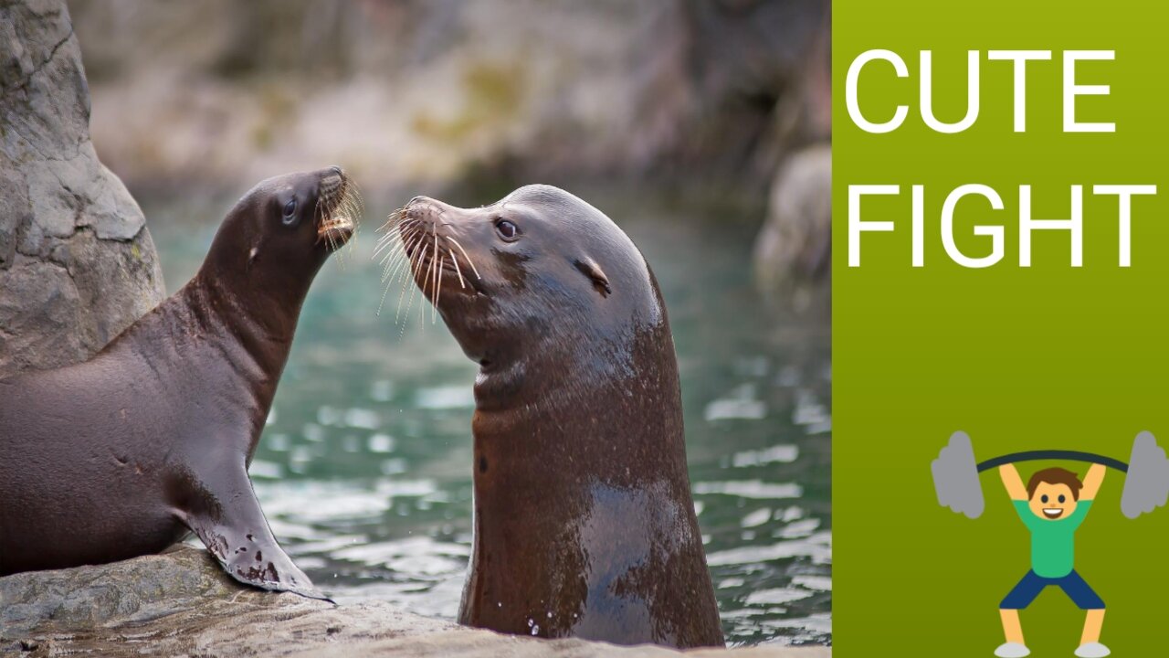 Two Seals Cute Fighting each other.