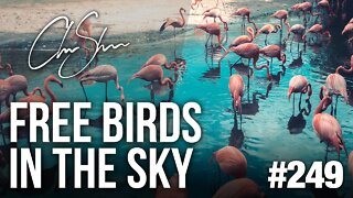 Club Shada #249 - Free Birds in the Sky