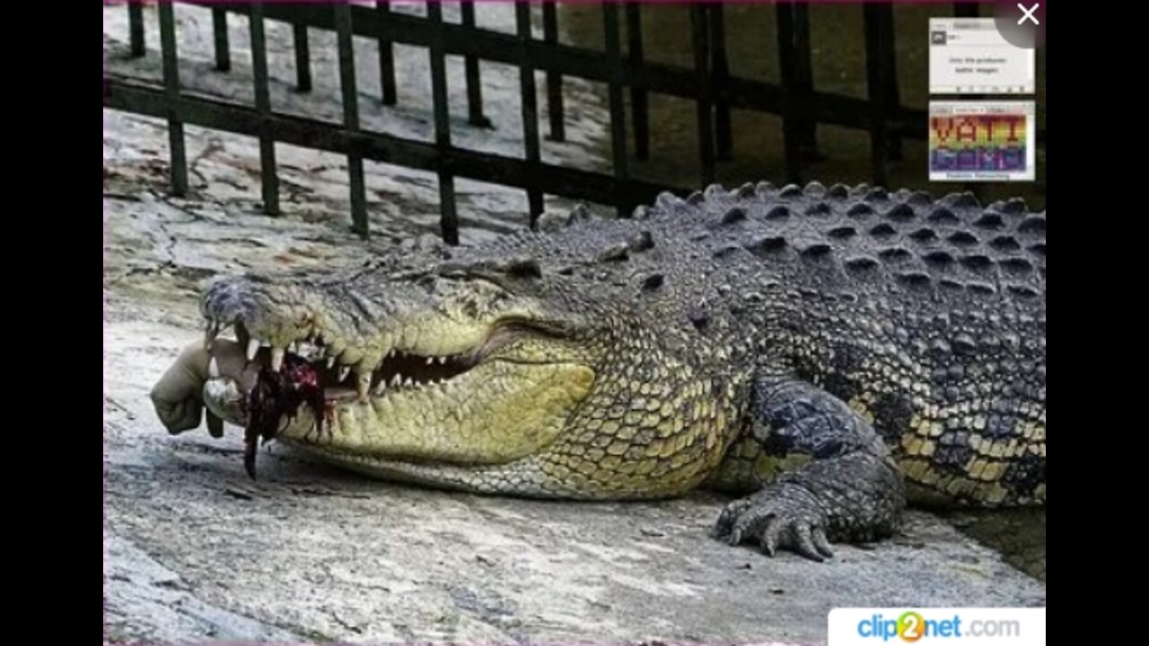 dobizhie crocodile