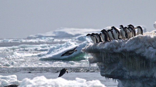 A Lost 'Supercolony' Of Penguins Was Discovered In The Antarctic