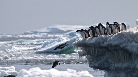 A Lost 'Supercolony' Of Penguins Was Discovered In The Antarctic