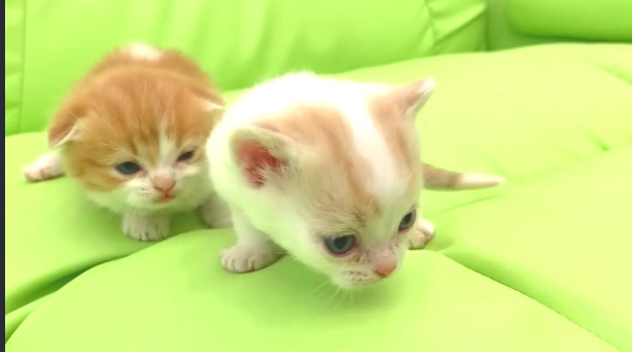 Got Dirtty and bath again, willie Learns to walk and run - Kitten Street