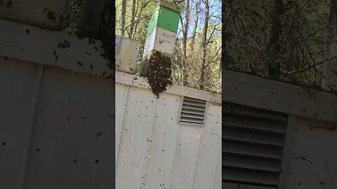 Another bee swarm