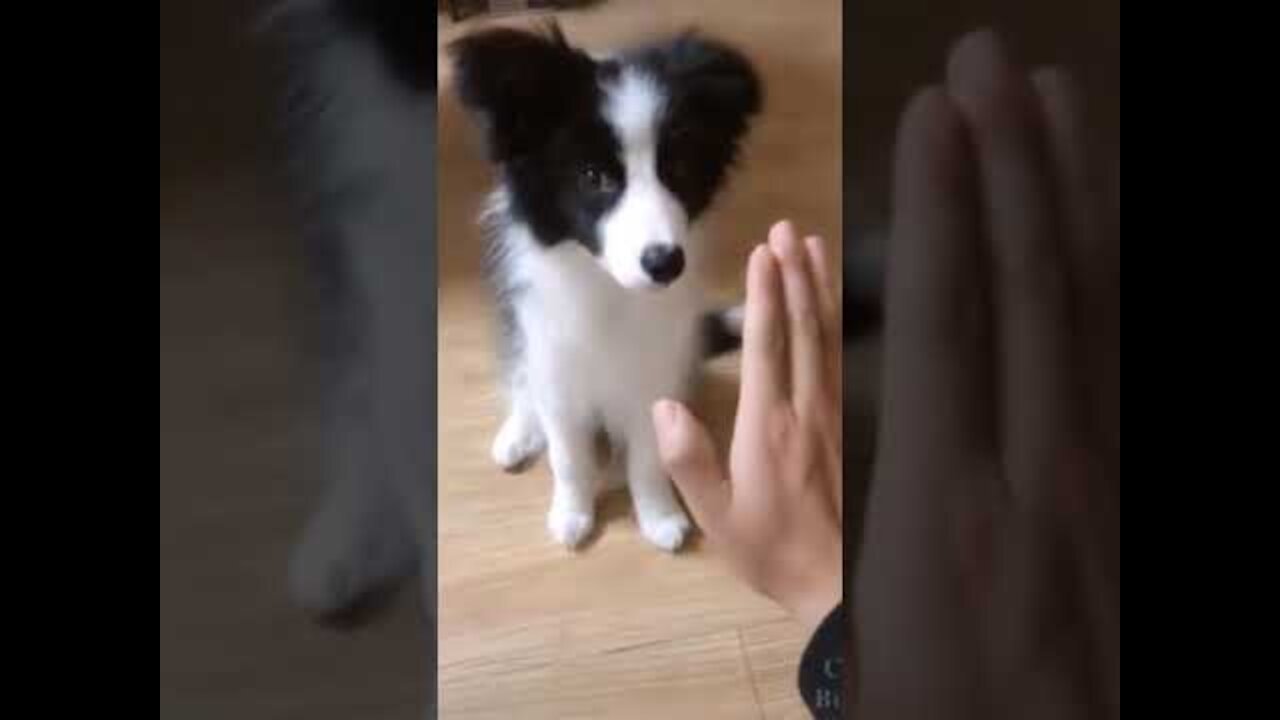 Owner asks his friend for the paw and he puts his head
