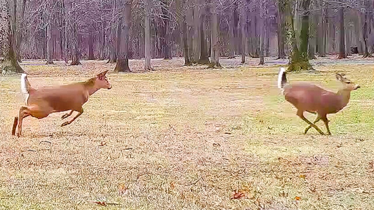 White tail deer love to play in my front yard---8 or more at a time!