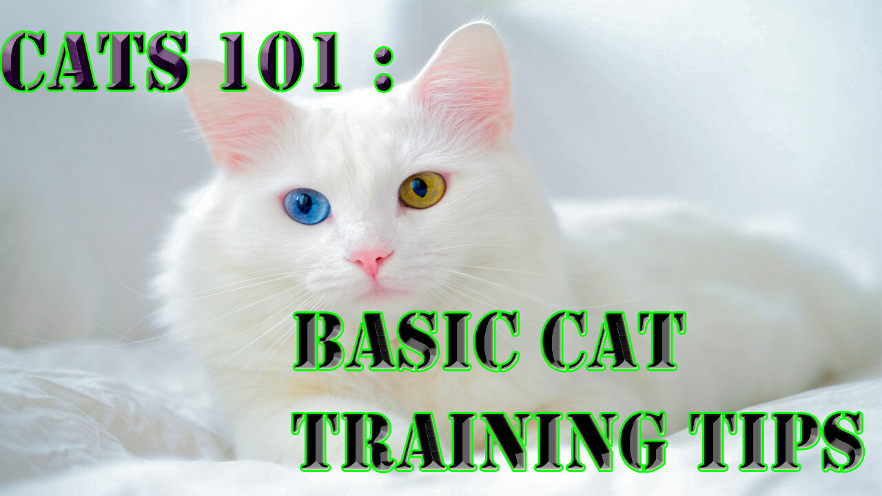 Cats 101 : Basic Cat Training Tips