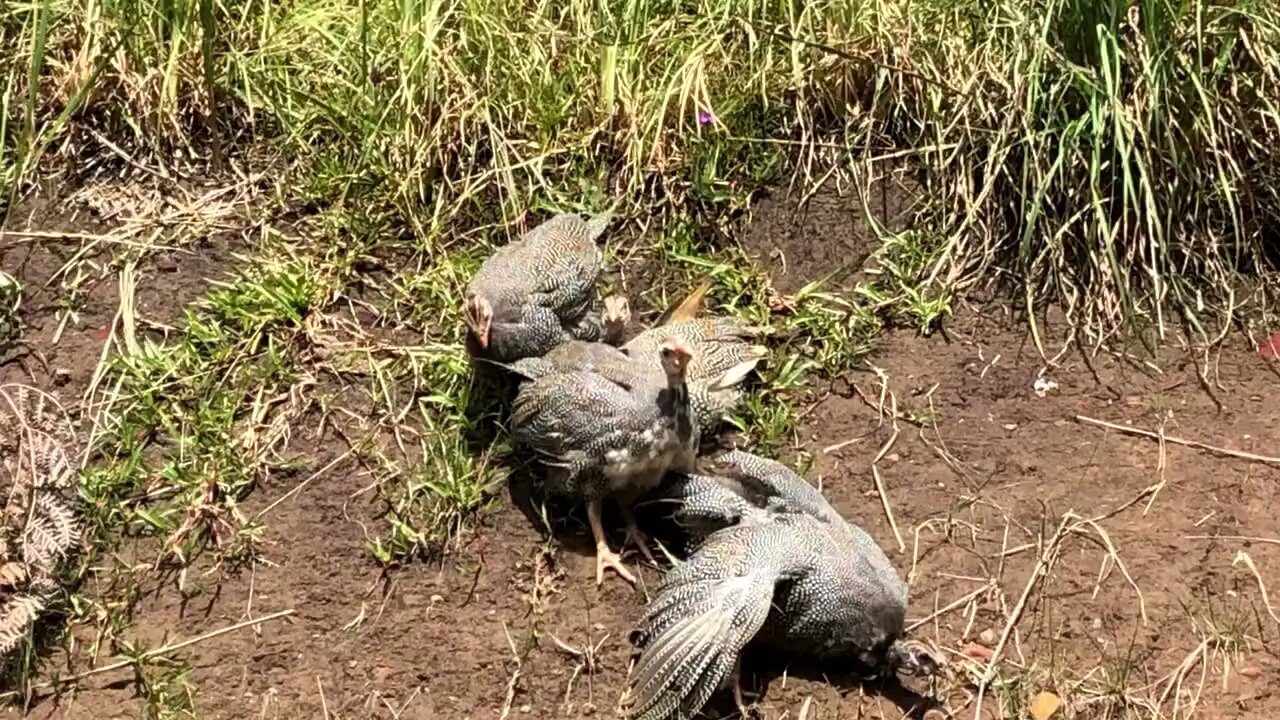 4 little guinea fowl all in a row