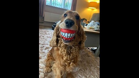 funny 🤣 dog,y video