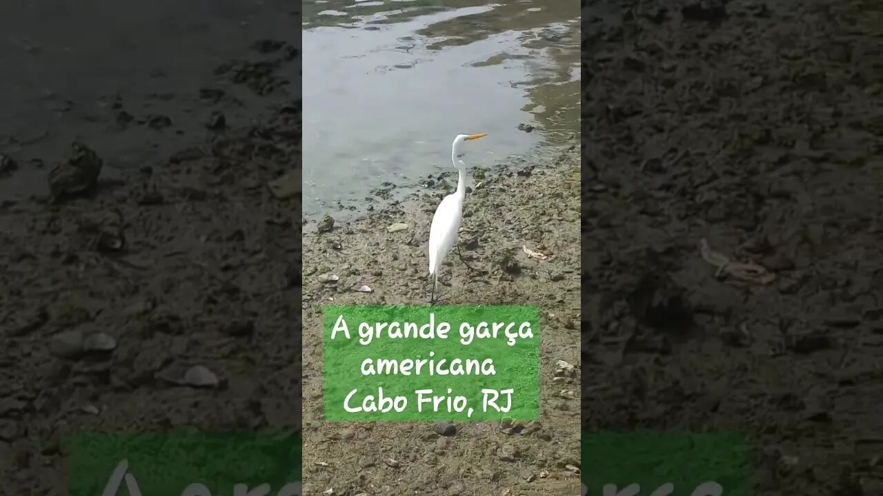 A grande garça americana [ Cabo Frio, RJ] #shorts #riodejaneiro #garça