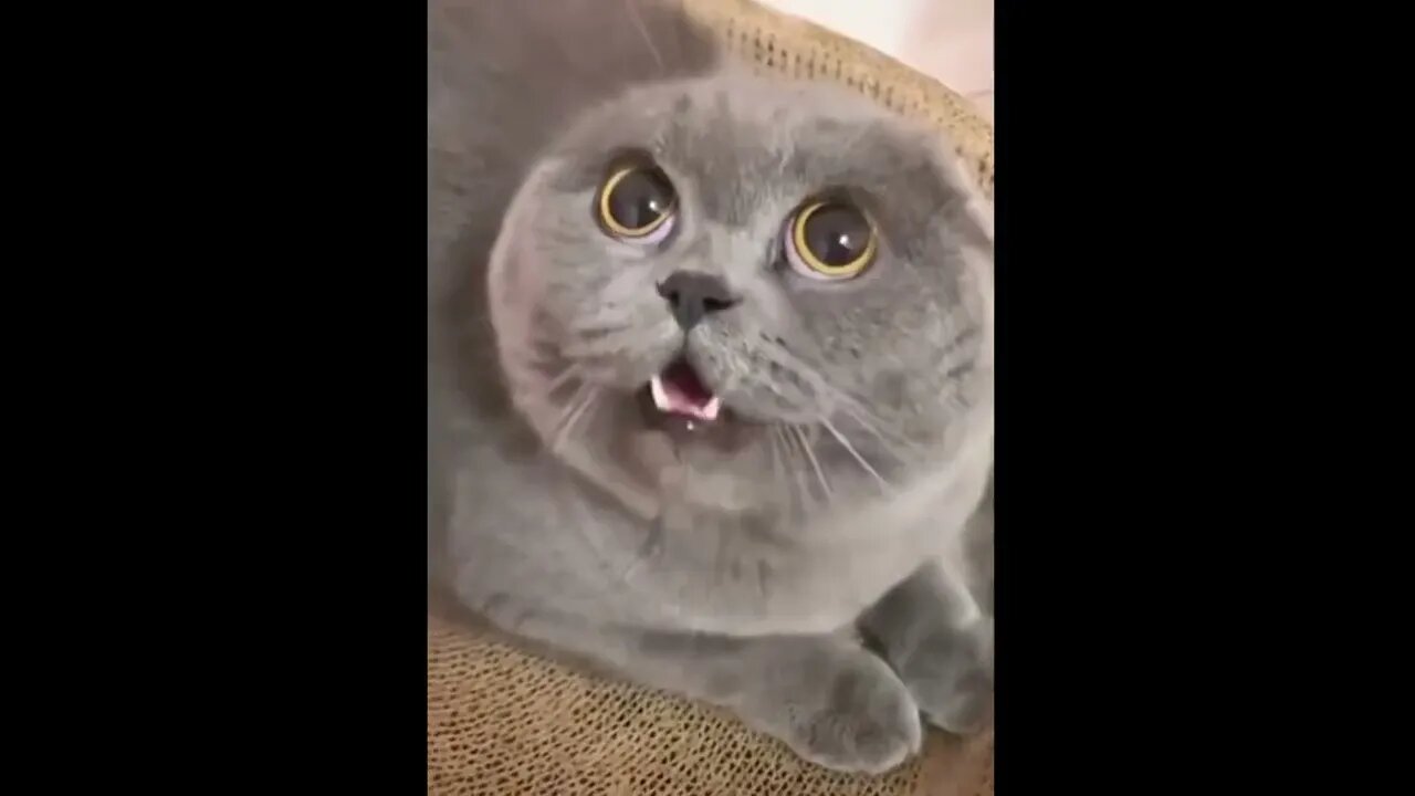 Funniest Dogs And Cats Videos - Best Funny Animal Videos 2022 😂#youtube #foryou