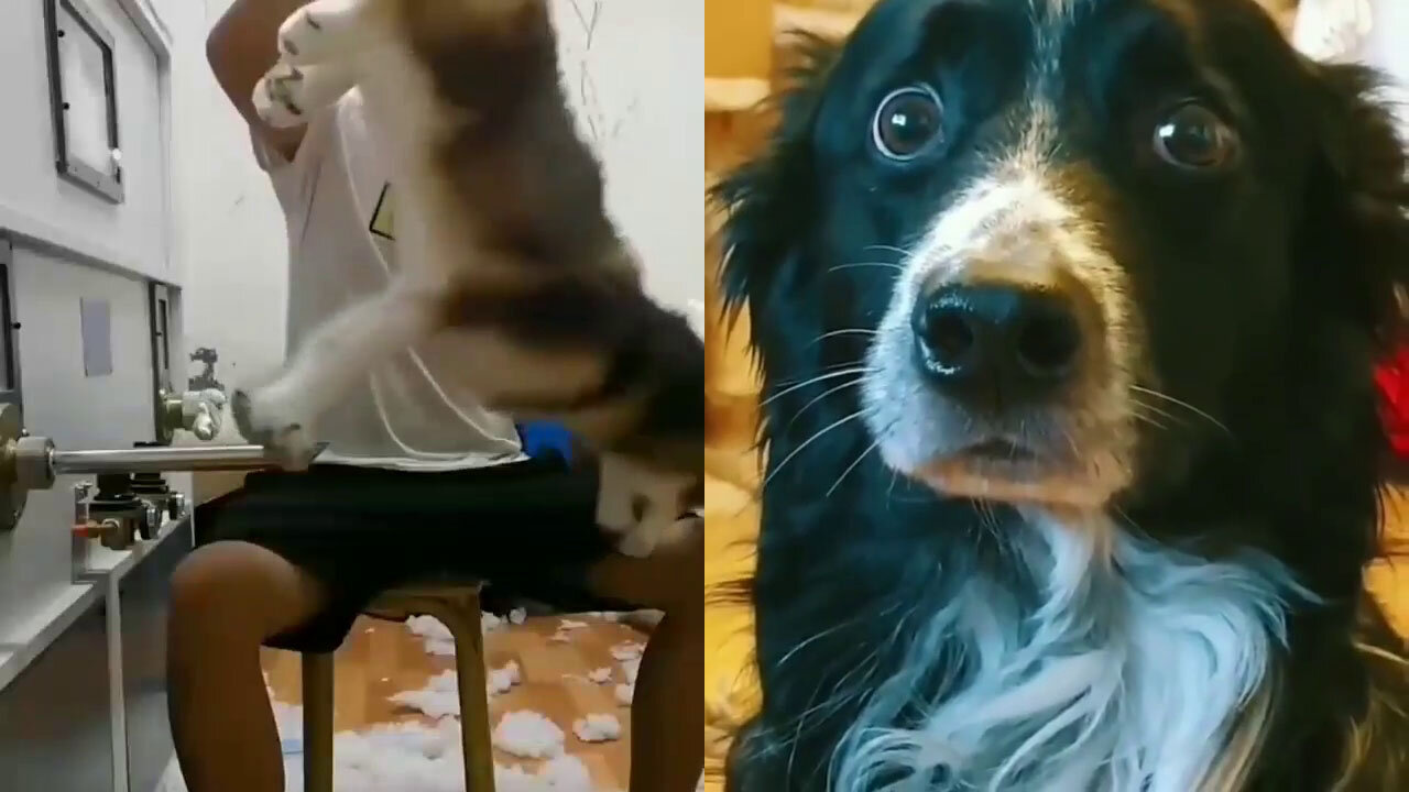 Dog terrified of his father's action