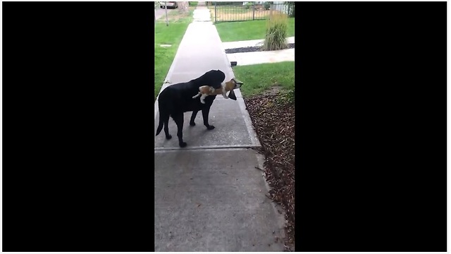 Sweet dog takes beagle stuffed animal on morning stroll