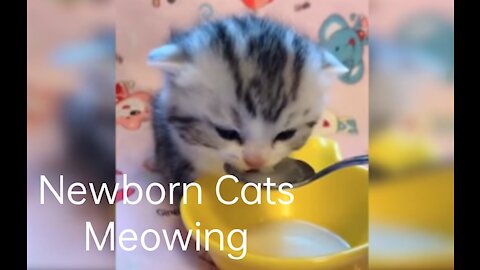 Newborn Kittens Meowing #shortvideo