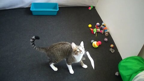 Funny Kitten Ate a Toy Feather