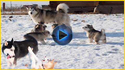 FUNNY MOMENTS AND PUPPIES 'PICTURES IN ALASKA