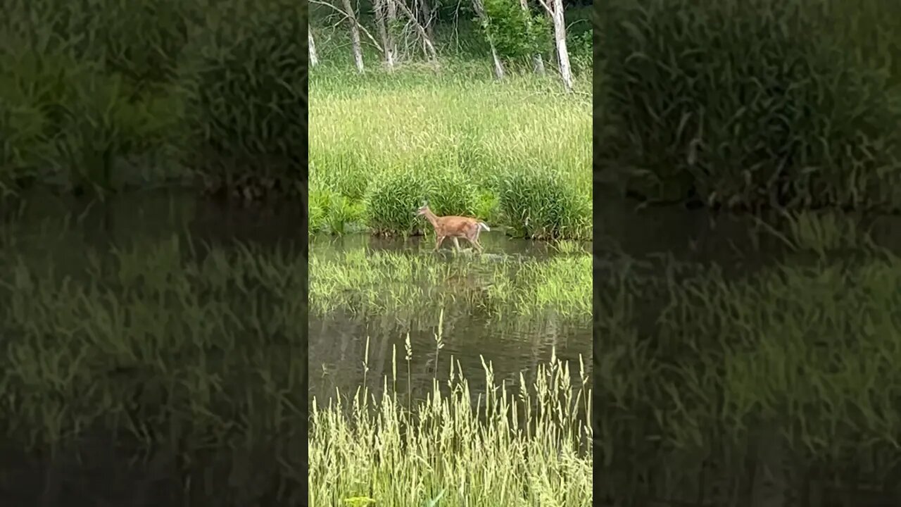 Still NO Alligator ATTACK!!!