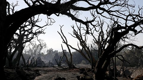 Reforesting US Topsoil Could Help Offset Millions Of Tons Of Carbon