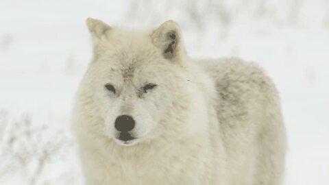 Beautiful animals of the great cold with a relaxing Music