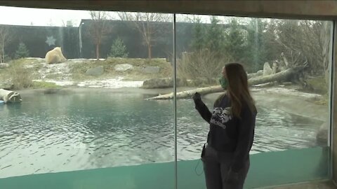 Catching up with cold weather critters at the Buffalo Zoo