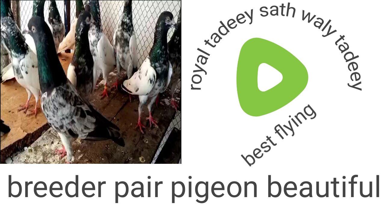 Sath waly tadeey kanty waly royal tadeey pigeon beautiful breeder pair