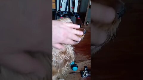 #dogshow , #animals , #dogs , #shorts