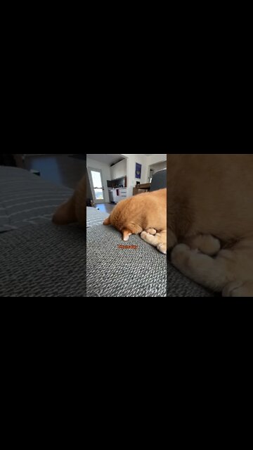 1Min Animal World #dogs #cats #pet