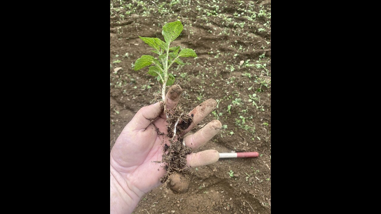 Small Seed potatoes work just fine