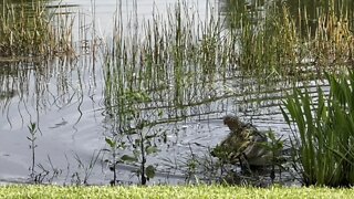 Incredible Alligator Turtle Attack In 4K (Full Widescreen Version)